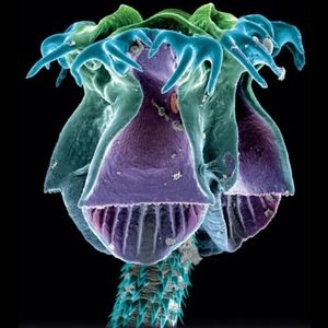 Meet your Posher, Tapey